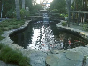 Mystic Koi pond construction-1