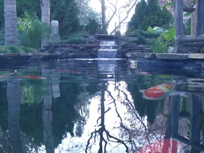 Mystic Koi pond construction-2