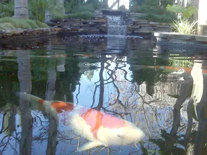 Mystic Koi pond construction-3