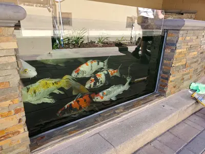 Window Koi pond construction